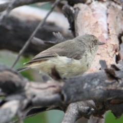 Acanthiza reguloides (Buff-rumped Thornbill) at Table Top, NSW - 1 Feb 2021 by PaulF