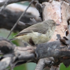 Acanthiza reguloides (Buff-rumped Thornbill) at Albury - 1 Feb 2021 by PaulF