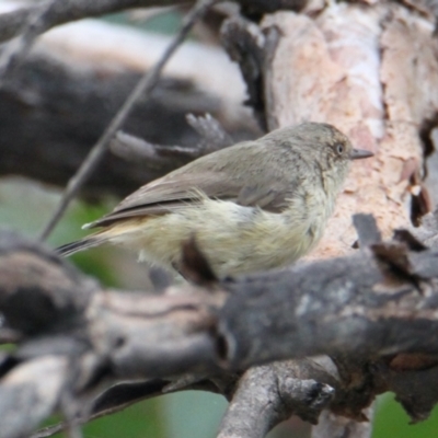 Acanthiza reguloides (Buff-rumped Thornbill) at Bowna Reserve - 1 Feb 2021 by PaulF
