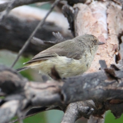 Acanthiza reguloides (Buff-rumped Thornbill) at Albury - 1 Feb 2021 by PaulF