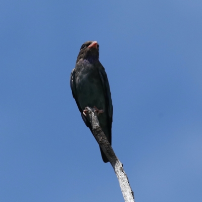 Eurystomus orientalis (Dollarbird) at Fyshwick, ACT - 3 Feb 2021 by jb2602