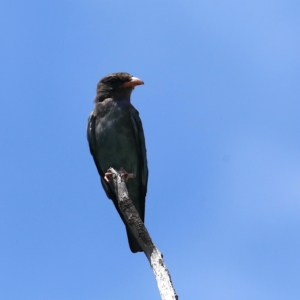 Eurystomus orientalis at Fyshwick, ACT - 3 Feb 2021