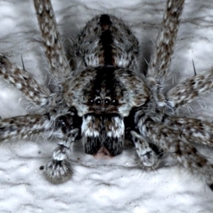 Pediana sp. (genus) at Ainslie, ACT - 3 Feb 2021