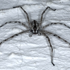 Pediana sp. (genus) at Ainslie, ACT - 3 Feb 2021