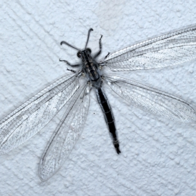 Heoclisis fundata (Antlion lacewing) at Ainslie, ACT - 3 Feb 2021 by jb2602