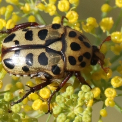 Neorrhina punctata (Spotted flower chafer) at Fyshwick, ACT - 3 Feb 2021 by jbromilow50