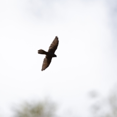 Falco berigora (Brown Falcon) at Canyonleigh - 3 Feb 2021 by NigeHartley