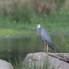 Egretta novaehollandiae (White-faced Heron) at Moss Vale, NSW - 2 Feb 2021 by NigeHartley