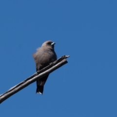 Artamus cyanopterus (Dusky Woodswallow) at Wingecarribee Local Government Area - 2 Feb 2021 by NigeHartley