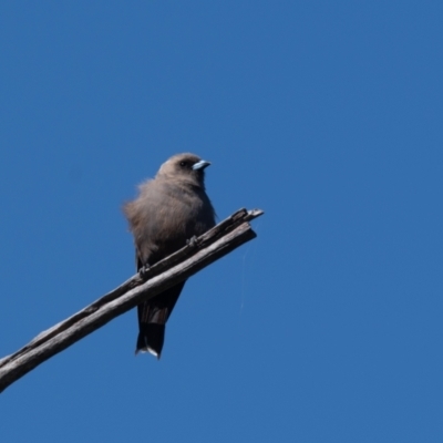 Artamus cyanopterus (Dusky Woodswallow) at Canyonleigh, NSW - 3 Feb 2021 by NigeHartley