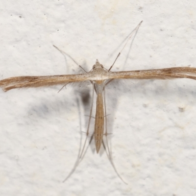 Stenoptilia zophodactylus (Dowdy Plume Moth) at Melba, ACT - 27 Jan 2021 by kasiaaus