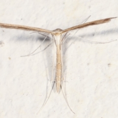 Stenoptilia zophodactylus at Melba, ACT - 28 Jan 2021