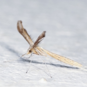 Stenoptilia zophodactylus at Melba, ACT - 28 Jan 2021