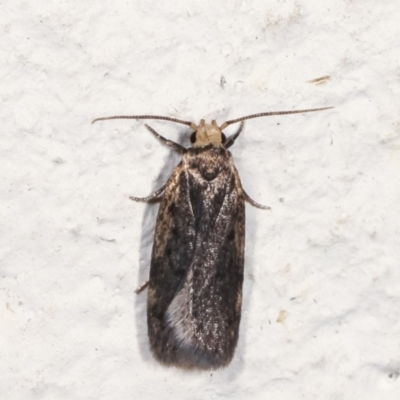 Hoplostega ochroma (a Eulechria Group moth) at Melba, ACT - 27 Jan 2021 by kasiaaus