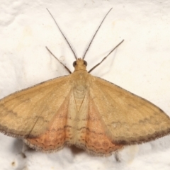 Scopula rubraria (Plantain Moth) at Melba, ACT - 28 Jan 2021 by kasiaaus