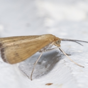 Scopula rubraria at Melba, ACT - 28 Jan 2021 11:17 PM