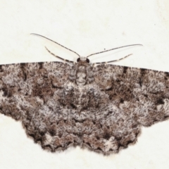 Unplaced externaria (Mahogany Bark Moth (formerly Hypomecis externaria)) at Melba, ACT - 28 Jan 2021 by kasiaaus