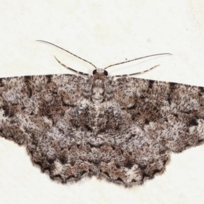 Unplaced externaria (Mahogany Bark Moth (formerly Hypomecis externaria)) at Melba, ACT - 28 Jan 2021 by kasiaaus