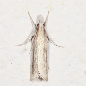 Culladia cuneiferellus at Melba, ACT - 28 Jan 2021 11:11 PM