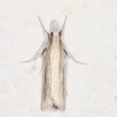 Culladia cuneiferellus (Crambinae moth) at Melba, ACT - 28 Jan 2021 by kasiaaus