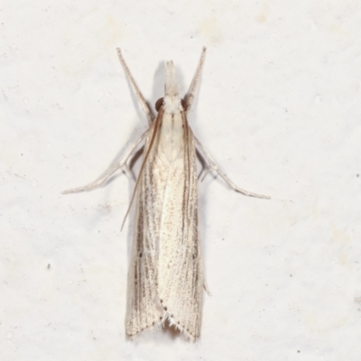 Culladia cuneiferellus (Crambinae moth) at Melba, ACT - 28 Jan 2021 by kasiaaus