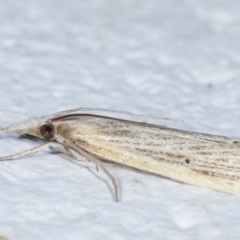 Culladia cuneiferellus at Melba, ACT - 28 Jan 2021 11:11 PM