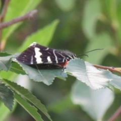 Phalaenoides glycinae (Grapevine Moth) at Jerrabomberra, NSW - 4 Feb 2021 by RodDeb