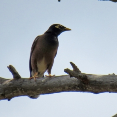 Acridotheres tristis (Common Myna) at Jerrabomberra, NSW - 4 Feb 2021 by RodDeb