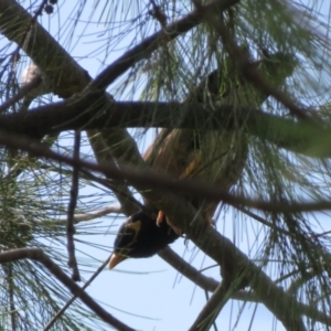 Acridotheres tristis at Jerrabomberra, NSW - 4 Feb 2021