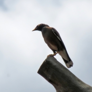 Acridotheres tristis at Jerrabomberra, NSW - 4 Feb 2021