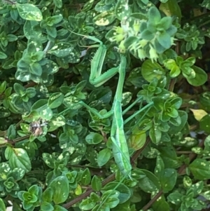 Pseudomantis albofimbriata at Harrison, ACT - 2 Feb 2021