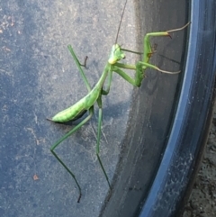 Pseudomantis albofimbriata at Harrison, ACT - 2 Feb 2021 01:50 PM