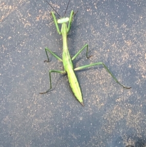 Pseudomantis albofimbriata at Harrison, ACT - 2 Feb 2021 01:50 PM