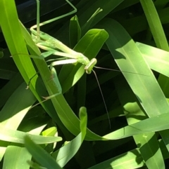 Pseudomantis albofimbriata at Harrison, ACT - 2 Feb 2021 01:50 PM