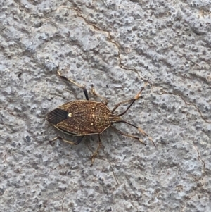 Poecilometis strigatus at Gungahlin, ACT - 4 Feb 2021