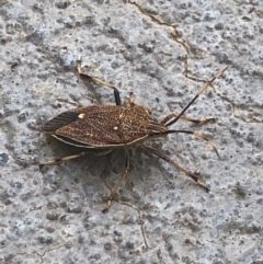 Poecilometis strigatus at Gungahlin, ACT - 4 Feb 2021