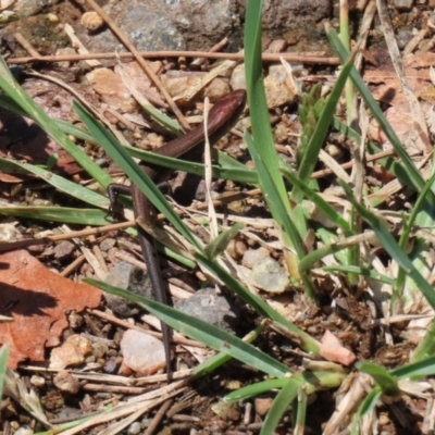 Lampropholis delicata (Delicate Skink) at Cotter Reserve - 2 Feb 2021 by RodDeb