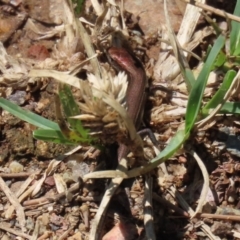 Lampropholis delicata at Uriarra Village, ACT - 2 Feb 2021 01:00 PM