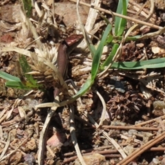 Lampropholis delicata at Uriarra Village, ACT - 2 Feb 2021