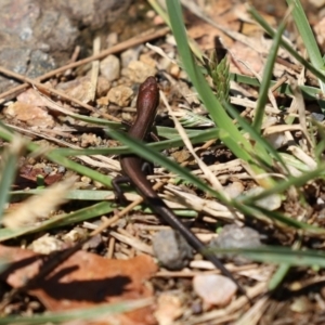 Lampropholis delicata at Uriarra Village, ACT - 2 Feb 2021 01:00 PM