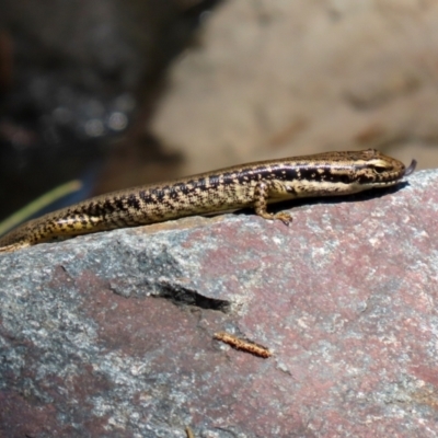 Eulamprus heatwolei (Yellow-bellied Water Skink) at Cotter Reserve - 2 Feb 2021 by RodDeb