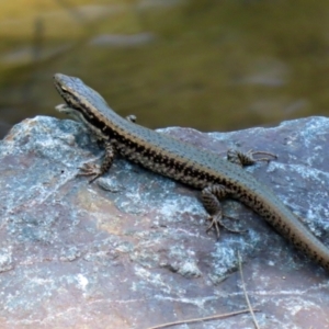 Eulamprus heatwolei at Uriarra Village, ACT - 2 Feb 2021