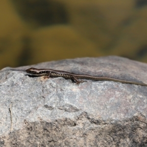 Eulamprus heatwolei at Uriarra Village, ACT - 2 Feb 2021