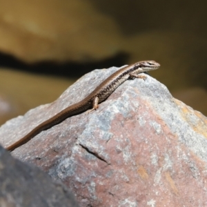 Eulamprus heatwolei at Uriarra Village, ACT - 2 Feb 2021