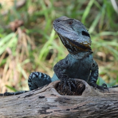 Intellagama lesueurii howittii (Gippsland Water Dragon) at Cotter Reserve - 2 Feb 2021 by RodDeb