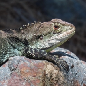 Intellagama lesueurii howittii at Paddys River, ACT - 2 Feb 2021