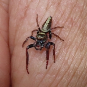 Opisthoncus grassator at Paddys River, ACT - 2 Feb 2021