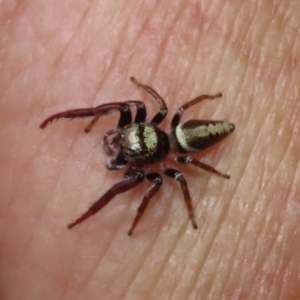 Opisthoncus grassator at Paddys River, ACT - 2 Feb 2021