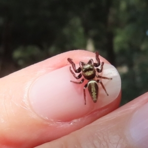 Opisthoncus grassator at Paddys River, ACT - 2 Feb 2021