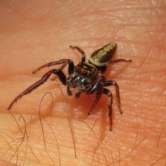 Opisthoncus grassator at Paddys River, ACT - 2 Feb 2021